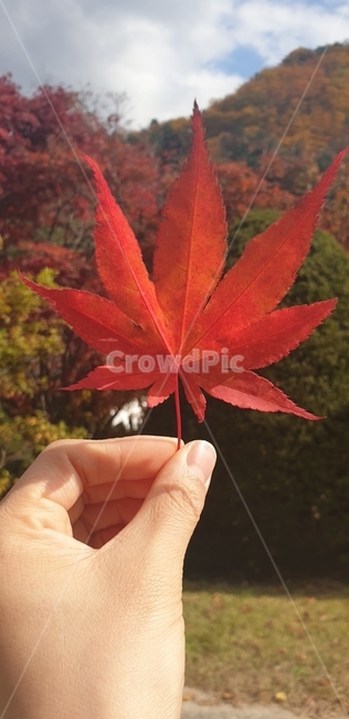 단풍,가을,식물,예쁨,plant,가을,계절,fall,autumn,season,leaf,잎,tree,나무