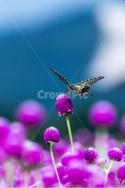 식물,자연,꽃,천일홍,나비,호랑나비,식물,자연,plants,nature,꽃,flower,동물,animal,곤충,벌레,insect,bug