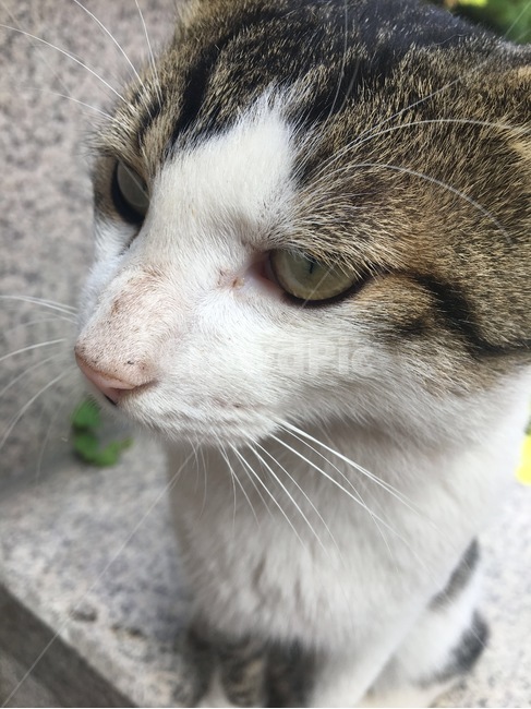 고양이,동물,pet,cat,포유류,길고양이,유기묘,유기견,반려묘,반려견,animal,개냥이,동물,animal,포유류,mammal,고양이,cat,kitten,kitty