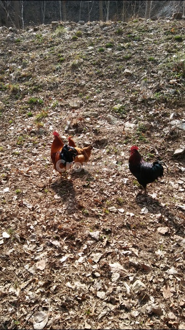 닭,방목,들,숫닭,암닭,동물,animal,조류,새,birds