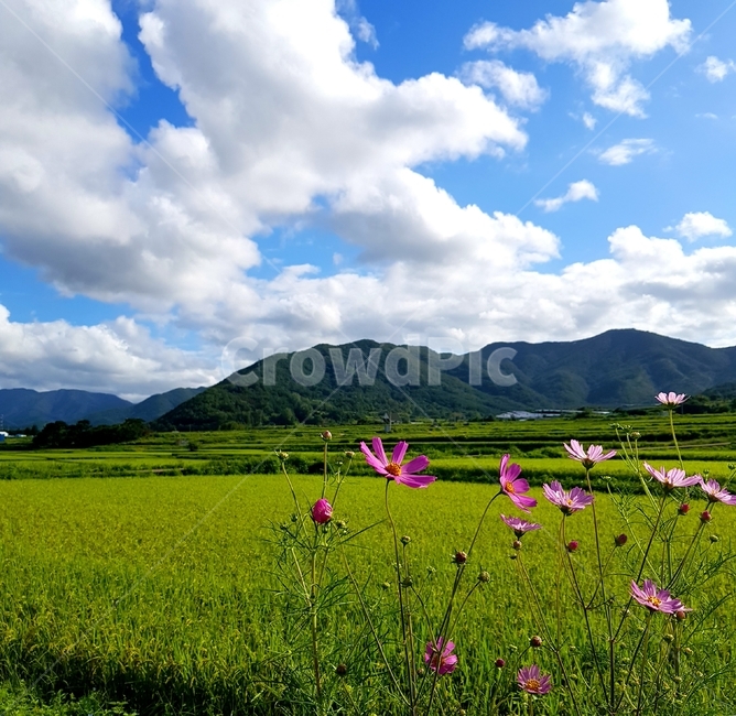 코스모스,가을,들판,시골풍경,농촌,grassland,flower,grass,rural,field,farm,countryside,자연,nature,sunny,가을,계절,fall,autumn,season,식물,자연,plants,nature,꽃,flower,outdoors,옥외,목초지,들,meadow,농장