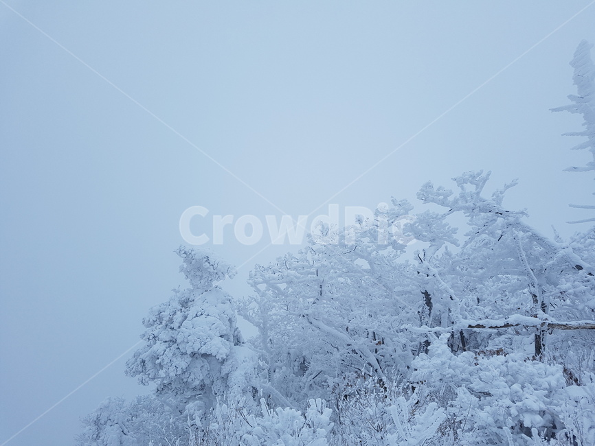 눈,눈꽃,눈꽃축제,상고대,겨울,겨울,계절,winter,season,자연,풍경,nature,landscape