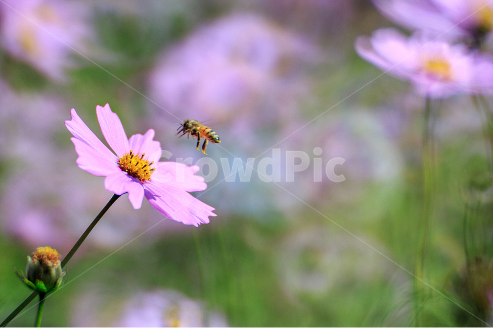 코스모스,벌,가을,자연,꽃,가을,계절,fall,autumn,season,식물,자연,plants,nature,꽃,flower,동물,animal,곤충,벌레,insect,bug,bee,invertebrate,무척추 동물,honey bee,꿀벌,plant