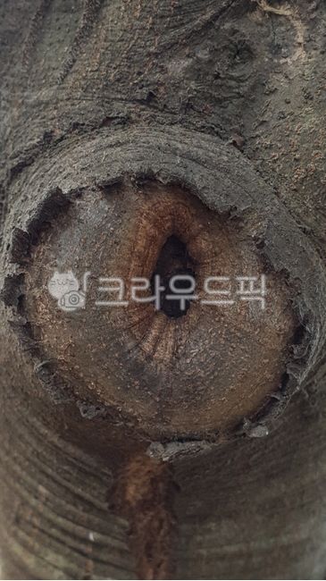 callus,exterior,skin,feel,outer surface,abrasion,fell,tree trunk,wound,tree bark,trace,plants,bark,callustissue,injury,callus tissue,surface,nature,woody plant,texture,tree,trunk,vestige,plant,stem