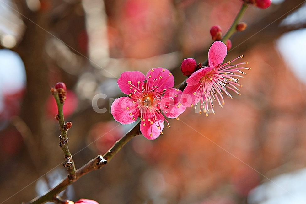 홍매화,매화,꽃,봄꽃,붉은꽃,식물,자연,봄,봄,계절,spring,season