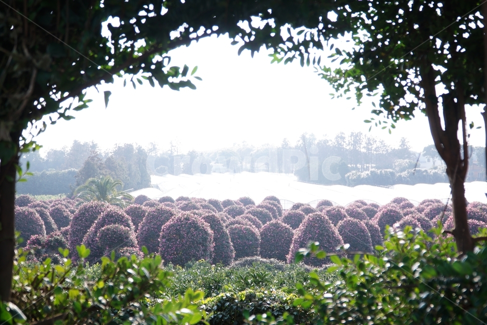 동백,카멜리아,동백꽃,겨울꽃,역광,분홍,액자구도,가을,자연,풍경,nature,landscape,pottery,도기류,jar,항아리,potted plant,화분,plant,식물