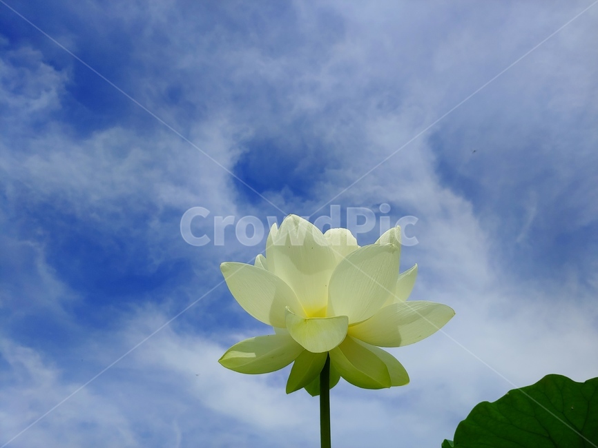 풍경,하늘,연꽃,흰색,가을,파랑,구름,식물,자연,plants,nature,꽃,flower