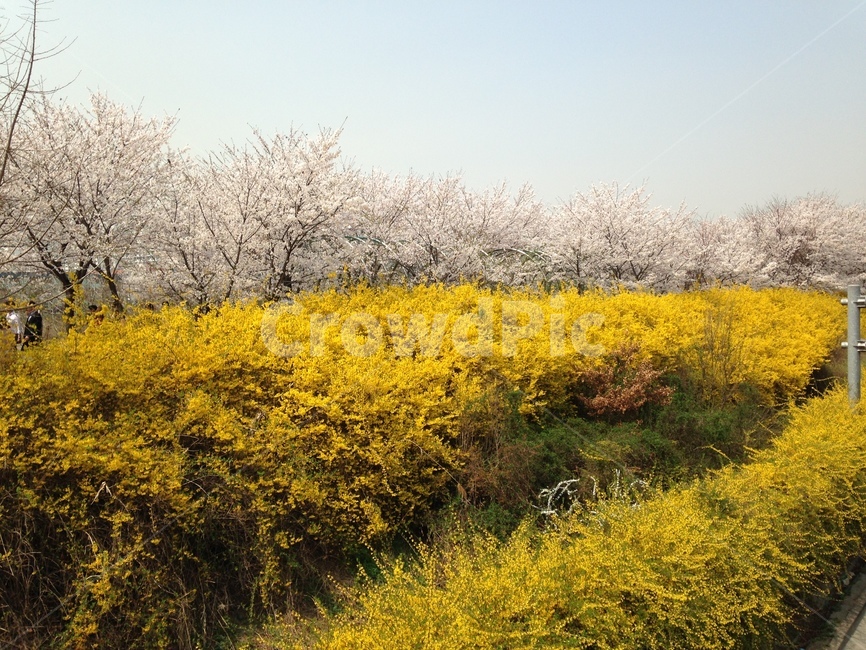 개나리,벚꽃,봄,봄꽃,꽃구경,꽃놀이,꽃길,봄,계절,spring,season,자연,풍경,nature,landscape,grassland,목초지,field,들,outdoors,옥외,rural,농촌,farm,농장,meadow