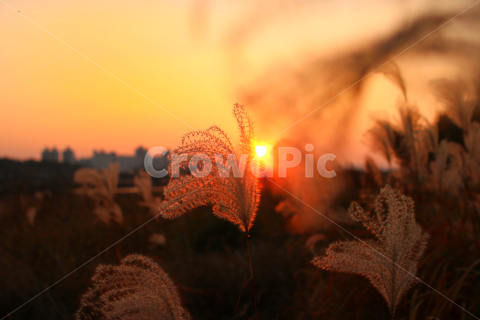 억세,억세풀,노을,감성,느낌,가을,계절,fall,autumn,season,자연,풍경,nature,landscape,grass,잔디,plant,식물,flare,플레어,light,빛,outdoors,옥외