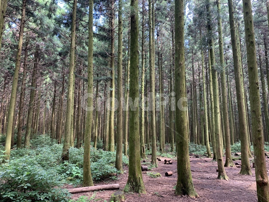 사려니숲,제주도,숲,휴식,나무