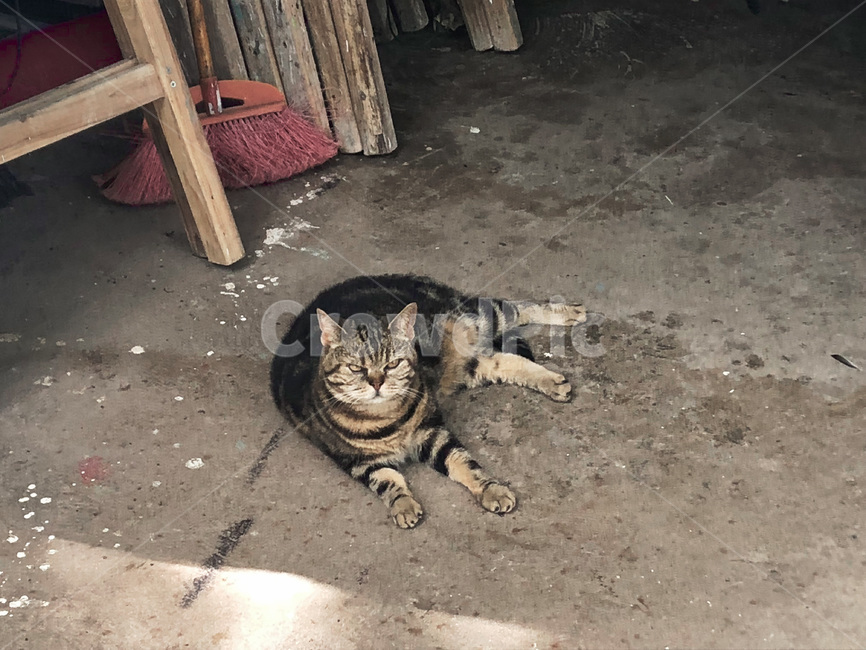 고양이,애완동물,냥이,야옹이,뚱냥이