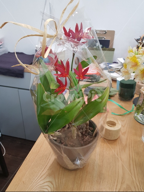 어버이날,생신,꽃,난,포장,정성,마음