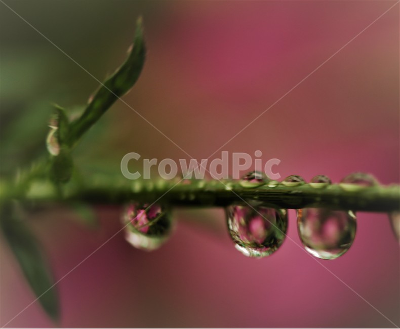 물방울,나무,아름답다,행복,비,식물,자연,plants,nature