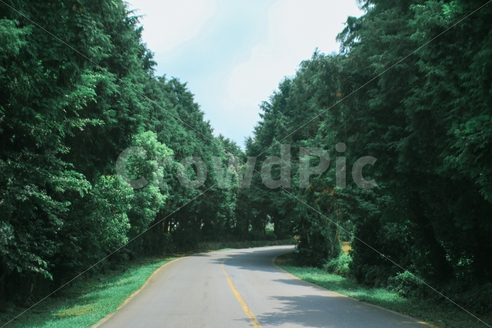 길,road,숲길,도로,풍경,forest,풍경사진,초록,나무,숲,울창함,화창함,날씨,분위기,제주도,제주,여행,하늘,그림자,자연,풍경,nature,landscape,식물,plants,나무,trees,wood,교통,교통수단,traffic,transportation,highway,고속도로,freeway,고속 도로,tree,plant,fir,전나무