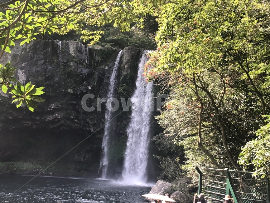 제주도,힐링,천제연폭포,자연,한국