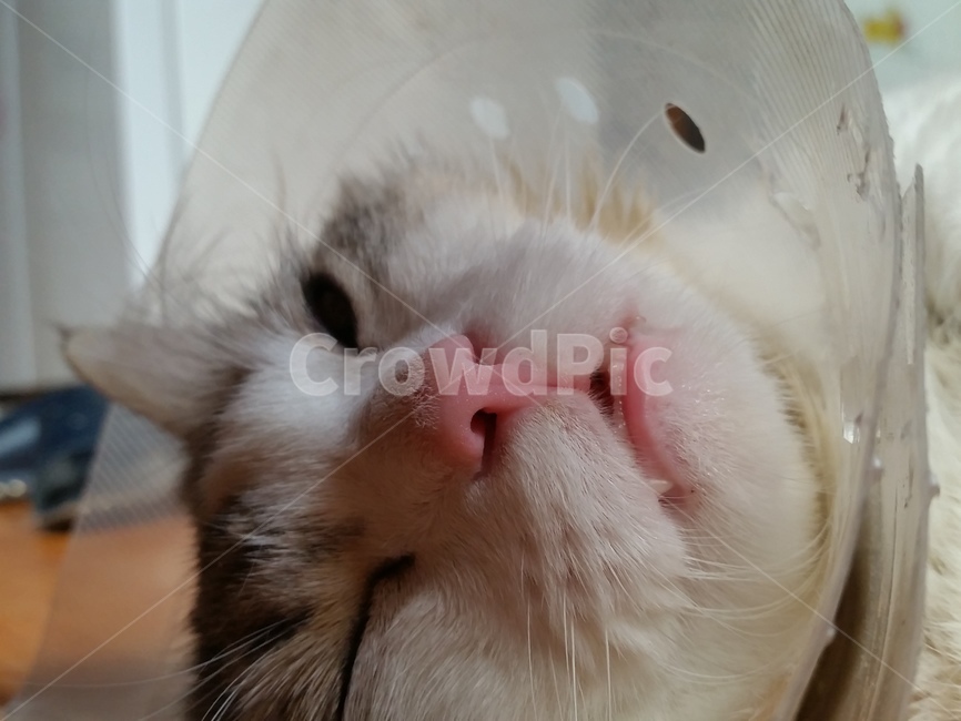 고양이,게슴츠레,고양이이빨,졸린고양이,아픈고양이,먼치킨,동물,animal,포유류,mammal,고양이,cat,kitten,kitty