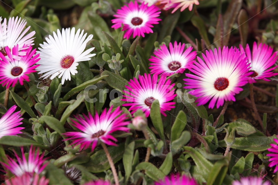 봄날,배경,공원,spring,flower,봄꽃,축제,화려한,아름다운,붉은,우아한,garden,꽃축제,식물,계절,예쁜,꽃,정원,화단