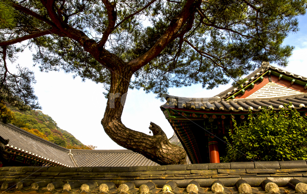 자연,풍경,절,백양사,산,백암산,경내,나무,소나무,담장,기와,기와지붕,하늘,구름,흰구름,건축,고건축,불교,처마,worship,architecture,건축물,shrine,temple,신전,building,건물,tree,plant,식물,한국전통,한국문화,korean traditional,korean culture,건축물,건물외관,exterior,building,structure,architecture,construction