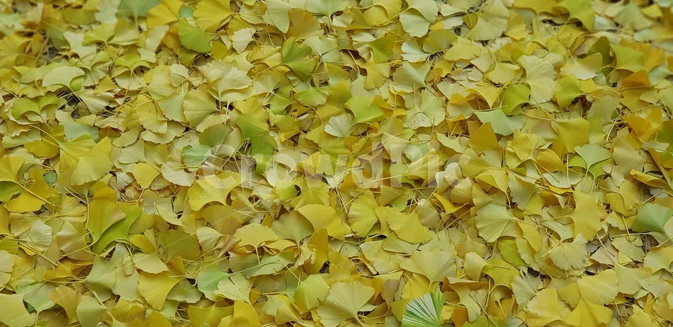 은행잎,단풍,잎,나무잎,가을,식물,쓸쓸함,바닥,낙엽,초록잎,노랑,열매,plant,계절,가을,계절,fall,autumn,season,식물,자연,plants,nature
