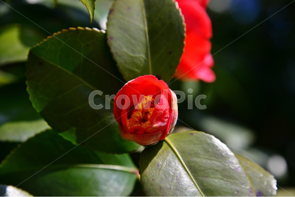 plant,식물,flower,rose,blossom,꽃,봄,계절,장미,식물,자연,plants,nature,꽃,flower