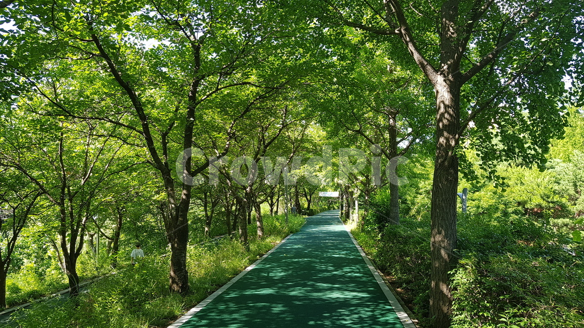 양재천,봄,산책,산책로,나무,데이트,풀,자연,풍경,nature,landscape,road,도로,asphalt,아스팔트,plant,식물,tree