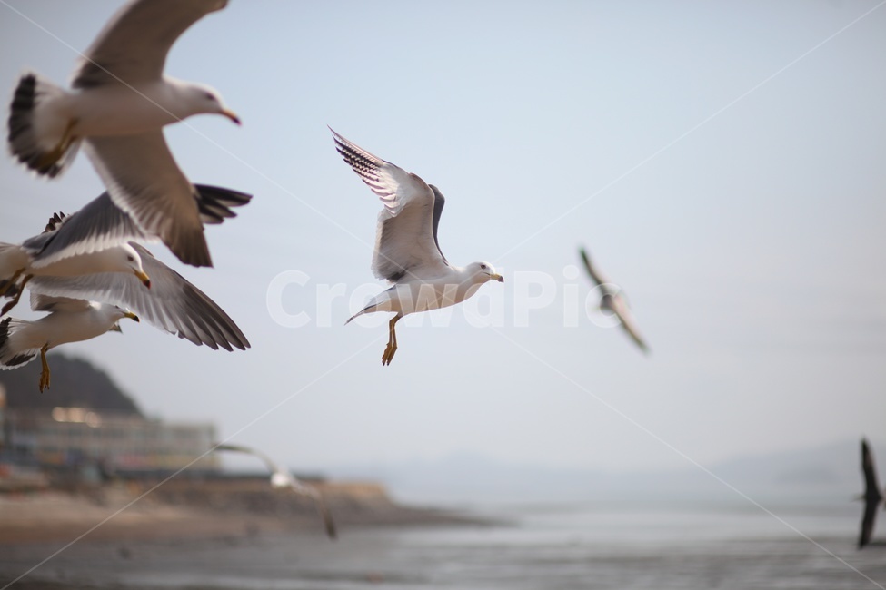 갈매기,바다,과자,새,날개,동물,animal,조류,새,birds