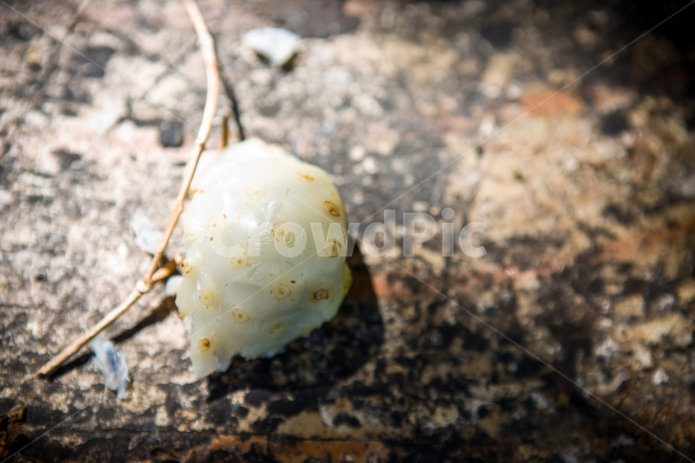 노니,노니열매,사이판,saipan,noni,과일,열매,fruit