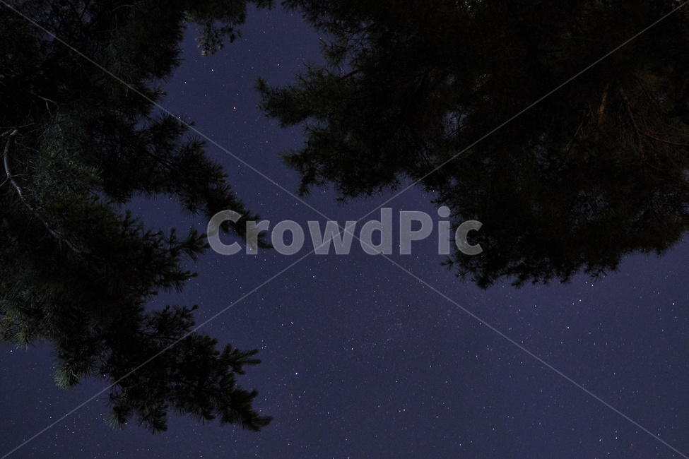 별,하늘,나무,야경,밤,야경,밤,풍경,nightscape,night,landscape,nature,자연,outdoors,옥외