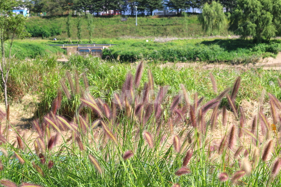 수크령,길갱이,랑미초,식물,벼과,벼과식물,자연,식물,자연,plants,nature