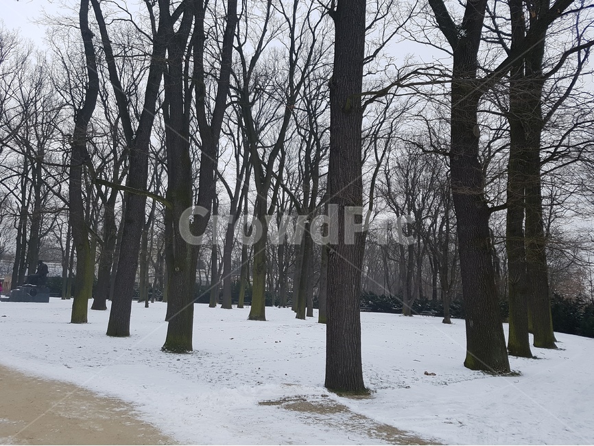 나무,눈,설원,겨울,공원,겨울,계절,winter,season,자연,풍경,nature,landscape,식물,plants,나무,trees,wood,tree,plant,tree trunk,나무 줄기