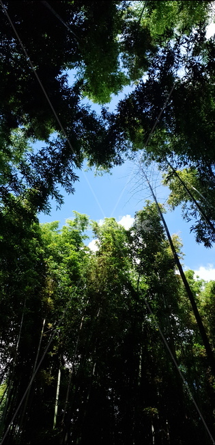 죽녹원,대나무,숲,초록색,산책