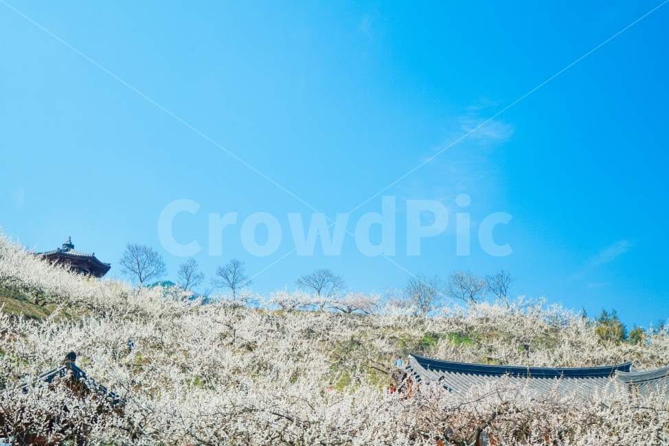 광양,매화,청매실,광양매화마을,매화마을,남도,남도여행,풍경,landscape,한국전통,한국문화,korean traditional,korean culture,자연,풍경,nature,landscape,봄,계절,spring,season,plant,식물