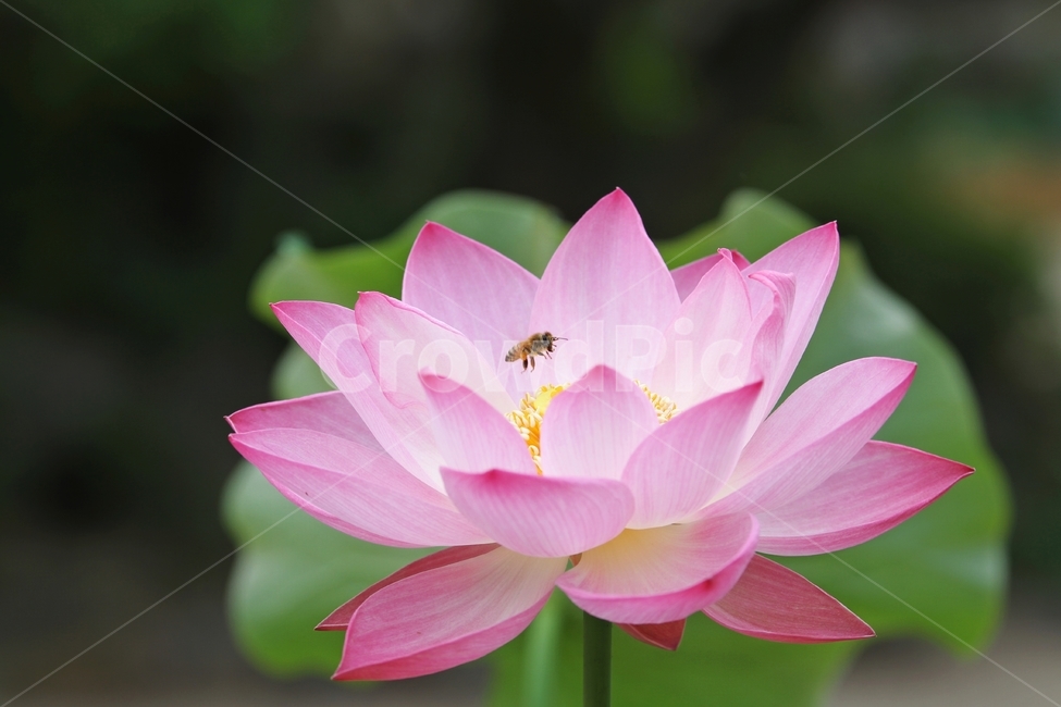 연꽃,홍련,식물사진,꽃과벌,감성사진,식물,자연,plants,nature,꽃,flower,동물,animal,곤충,벌레,insect,bug