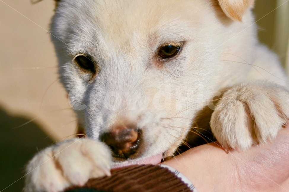 동물,animal,강아지,개,dog,doggy,puppy,포유류,손,hand,손길,발,paw,눈,eye,동물,animal,포유류,mammal,개,강아지,dog,doggy