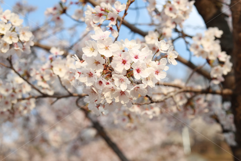 봄,벚꽃,꽃,흰꽃,사쿠라,4월