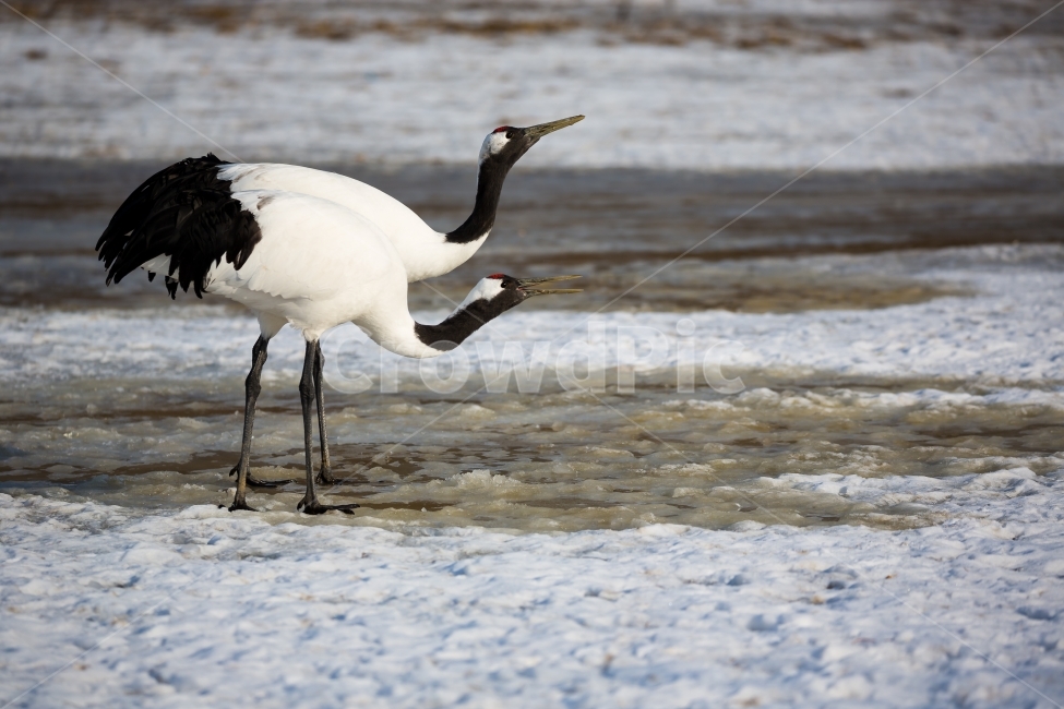두루미가족,단정학,조류,짝,풍경,자연,겨울,계절,winter,season,동물,animal,조류,새,birds