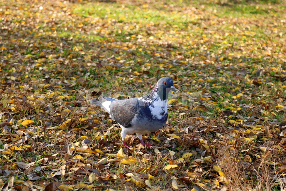 비둘기,새,조류,동물,낙엽,풀밭,풀,가을,가을,계절,fall,autumn,season,동물,animal,조류,새,birds,bird
