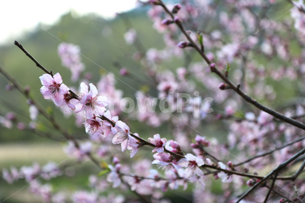 꽃,봄,자연,나무,분위기,spring,march,3월,분홍색,꽃망울,식물,봄,계절,spring,season,식물,자연,plants,nature,꽃,flower,plant,blossom