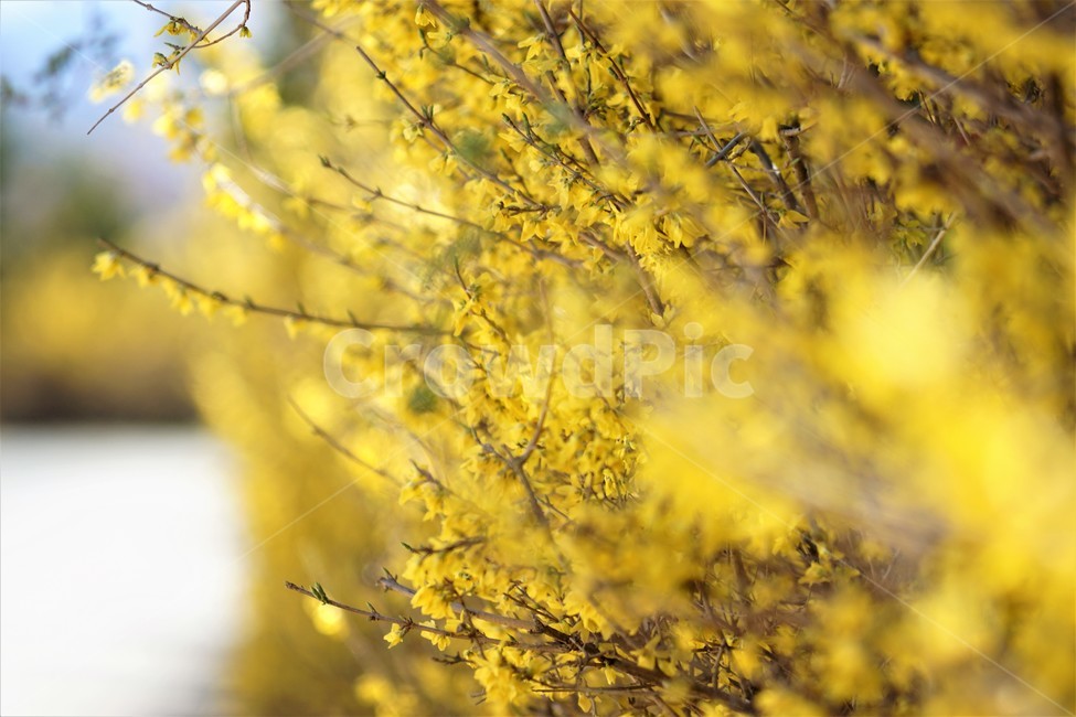 봄,개나리,봄꽃,식물,자연,노란색,계절,spring,season,beauty,flower,nature,봄,계절,spring,season,식물,자연,plants,nature,꽃,flower,plant,tree,나무