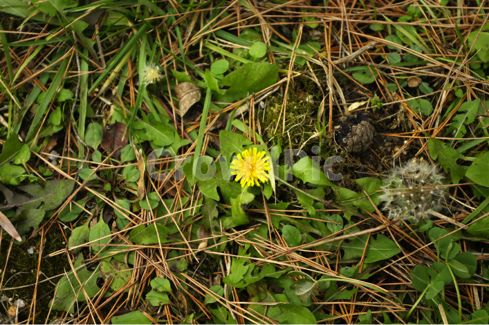 식물,하늘,민들레,꽃,홀씨,초록,식물,자연,plants,nature,꽃,flower