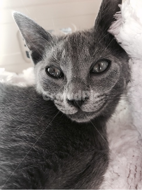 anima,cat,고양이,동물,러시안블루,동물,animal,포유류,mammal,고양이,cat,kitten,kitty