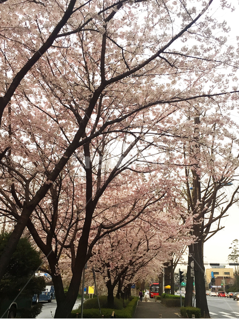 벚꽃,blossom,꽃,flower,cherryblossom,봄,계절,spring,season