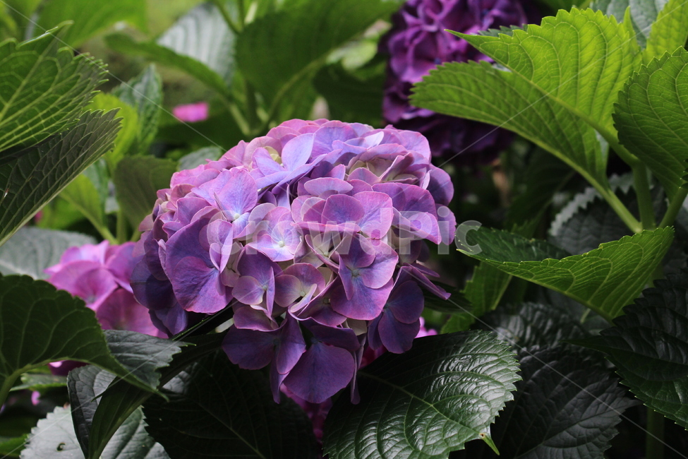 꽃,수국,연꽃,제주도꽃,도깨비,도깨비꽃,축제,6월의꽃,6월,식물,자연,plants,nature,꽃,flower