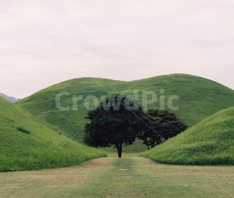 필름,아날로그,경주,대릉원,문화,여행,35mm,한국전통,한국문화,korean traditional,korean culture,랜드마크,landmark,tourist attraction,한국랜드마크,한국관광지,한국명소,korea landmark,korea tourist attraction,식물,자연,plants,nature,나무,trees,wood