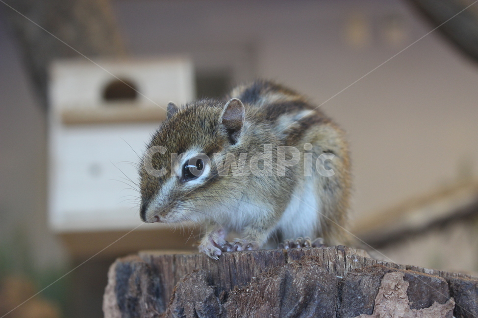 동물원,다람쥐,동물,squirrel,포유류,동물,animal