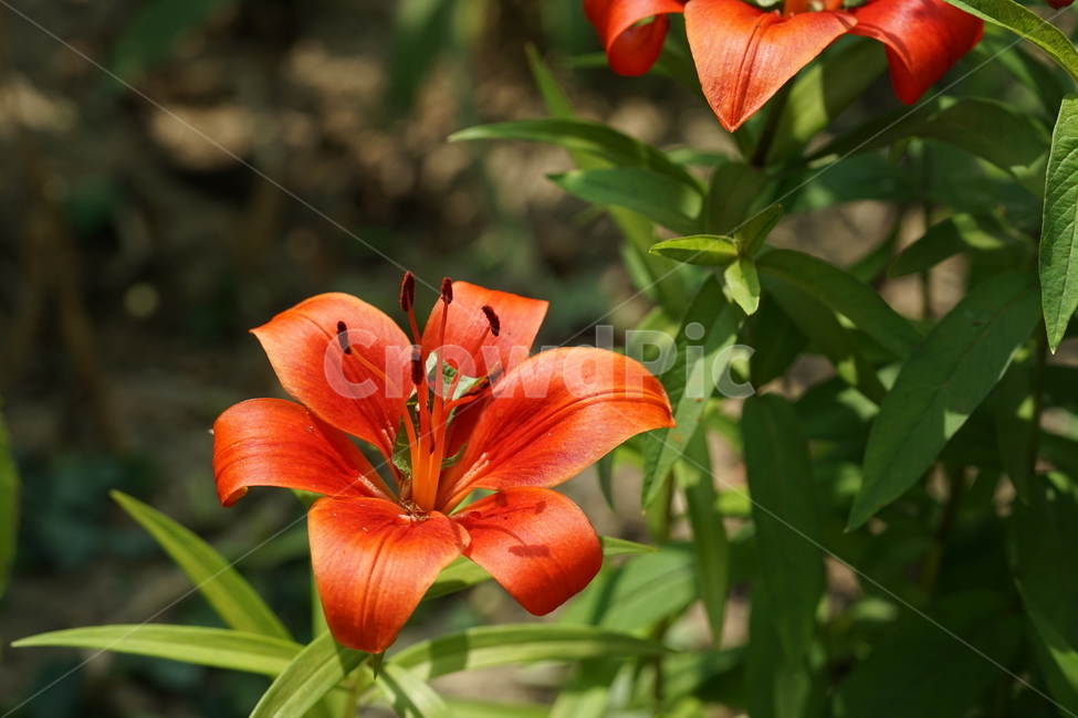 꽃,플라워,색감,컬러,주황색,오렌지빛,식물,접사,flower,생명,나리꽃,감성사진,자연,컬러풀,식물,자연,plants,nature,꽃,flower