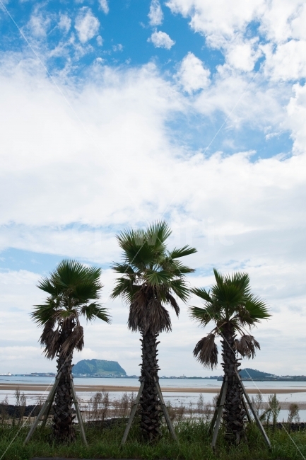 제주,야자수,야자나무,열대식물,식물,나무,제주도,jeju,jeju island,식물,자연,plants,nature,나무,trees,wood,summer,여름