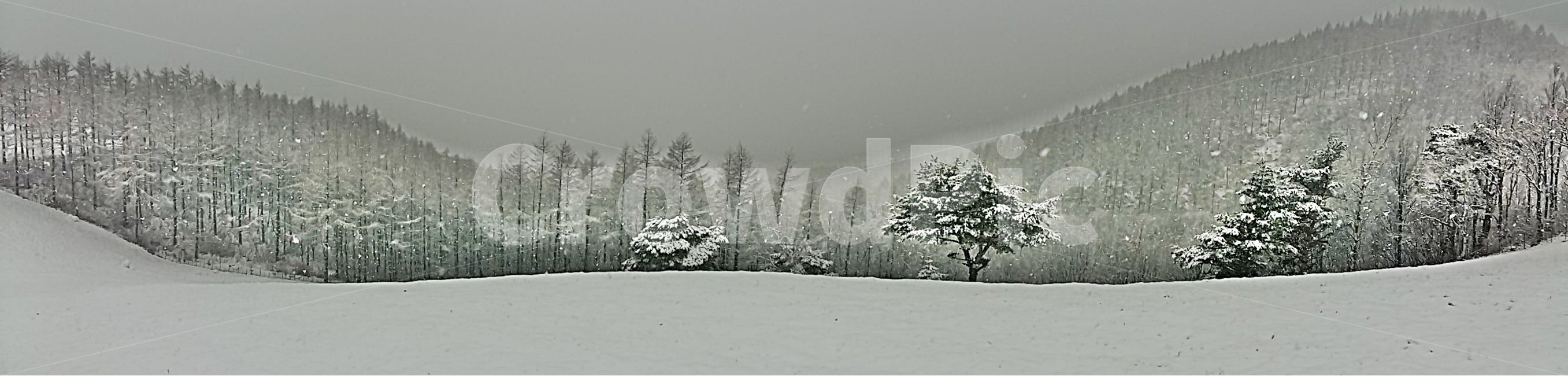 강원도,대관령,양떼,목장,눈,언덕,크리스마스,겨울,겨울,계절,winter,season,자연,풍경,nature,landscape,tree,나무,plant,식물,outdoors,옥외