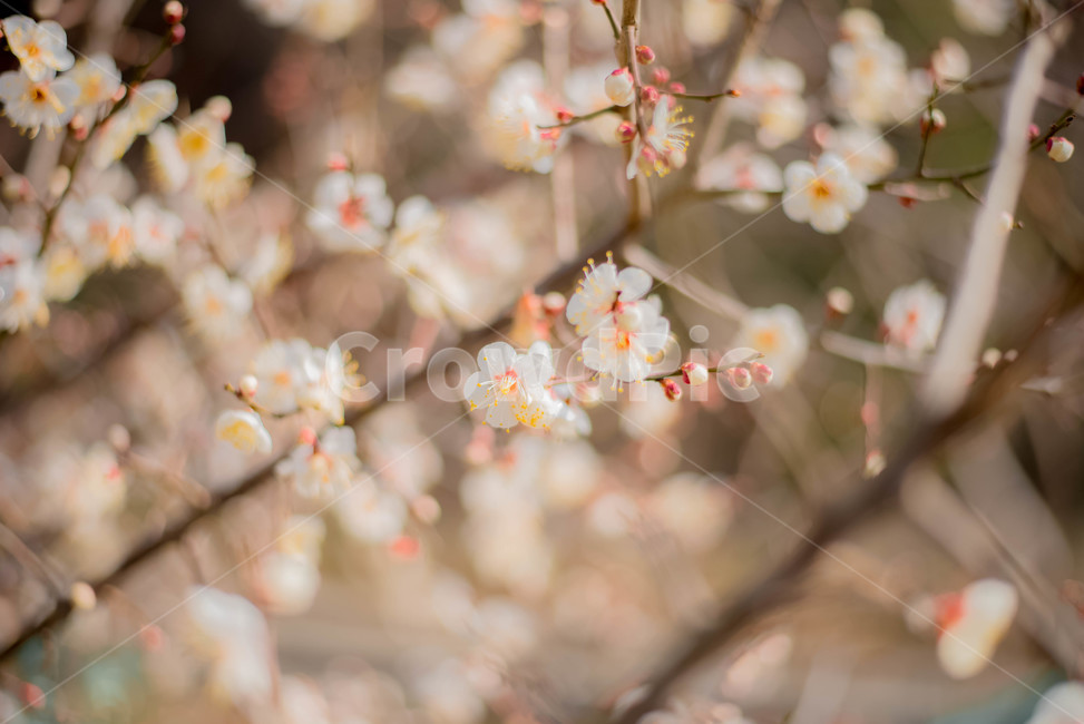 매화나무,매화꽃,백매화,꽃,식물,봄,계절,spring,season,식물,자연,plants,nature,꽃,flower,감성,sensible,feeling,plant,blossom,cherry blossom,벚꽃