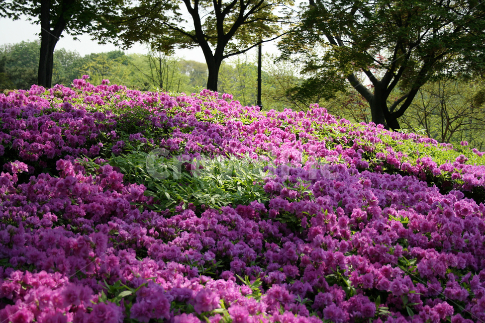 꽃밭,봄,봄날,봄풍경,감성,spring,flower,공원,풍경,식물,새싹,잎,초록,꽃,붉은색,RED,철쭉,봄,계절,spring,season,식물,자연,plants,nature,꽃,flower,plant